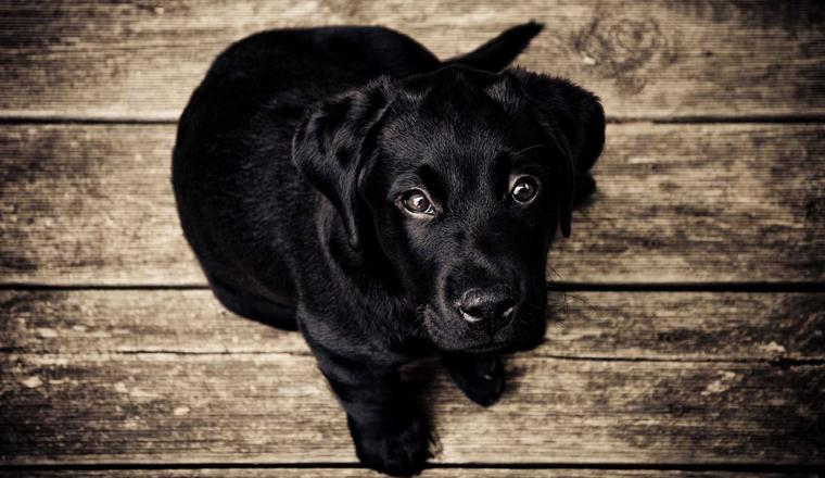A black puppy looking up at the camera